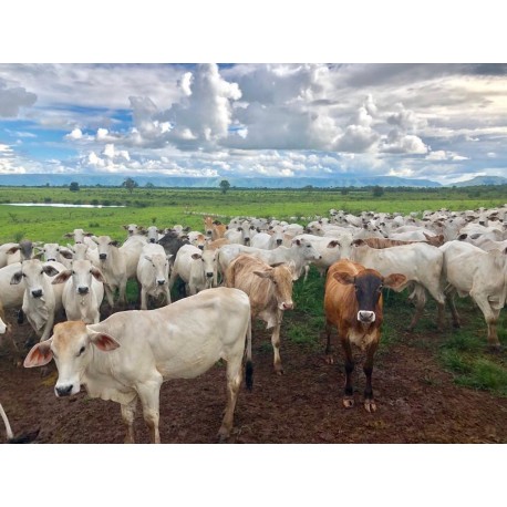 Fazenda a venda Go Flores de Goias Dupla aptidão porteira fechada 13.958 ha