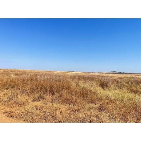 fazenda a venda MT Campo Novo Parecis Lavoura 24.433 ha