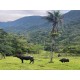 Fazenda a venda RJ Angra dos Reis 1.901 ha