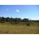 Sitio a venda Cajuru Cassia dos Coqueiros 4 hectares com benfeitorias